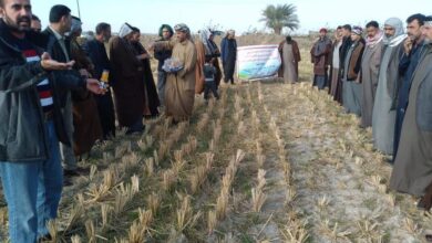 صورة كلية الزراعة بجامعة القادسية تنظم بالتعاون مع دائرة الارشاد الزراعي مشاهده حقلية في قضاء الشامية